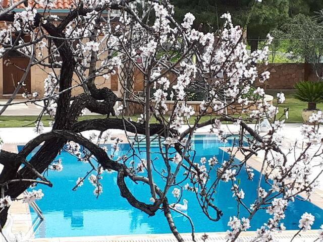 Mediterranean Garden Villa Vathi  Bagian luar foto